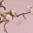 Collana oro rosa